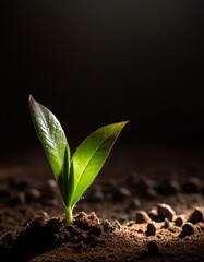 A sprout sprouting from the ground. The beginning of spring, the beginning of life - dark background