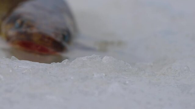 Ice fishing. Fishing Eelpout (Lota lota) in late winter on the northern rivers. Fishing line for bottom fishing (leger rig). A burbot caught in a thaw is a close-up on thawed ice