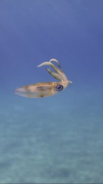 Vertical video, Baby calamary swims in blue water sparkling in sun glare on sunny day with bright sunrays, slow motion. Newborn Bigfin reef squid or Oval squid (Sepioteuthis lessoniana)