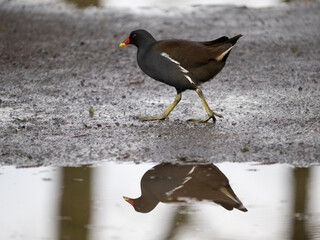 Teichhuhn , Teichralle (Gallinula chloropus)
