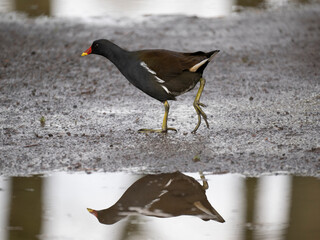 Teichhuhn , Teichralle (Gallinula chloropus)