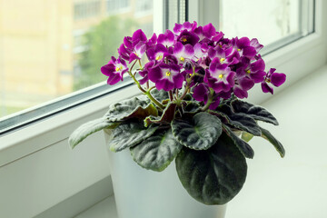 Blooming African lilac violet on a home windowsill