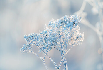 delicate openwork flowers in the frost. Gently blue frosty natural winter background. Beautiful winter morning in the fresh air - obrazy, fototapety, plakaty