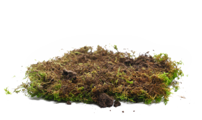 Dirt, roots and green moss isolated on white, side view