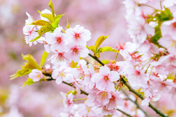 	満開になったピンクの可愛らしい桜