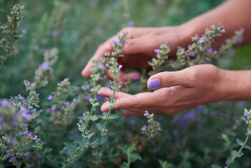 A woman touches a blooming lavender bush with her hands.