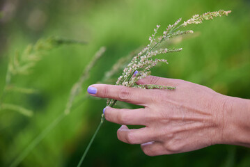 A woman's hand gracefully touches a field spikelet.