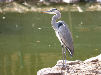 birds beautiful autumn animal royal water pond nature heron lake blue fish bird