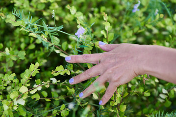 Fototapeta na wymiar Women touches a finger on a plant