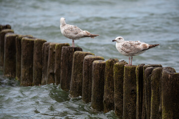 Seagulls Resting on Breakwater, Baltic Sea Horizon