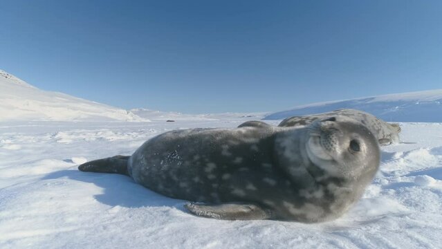 Cute baby Weddell seal playing in the Antarctic snow. Close-Up cute Face Bathed in Sunlight on Antarctica Snow. Adorable wildlife in natural ice habitat. Beauty of the Antarctica frozen landscape