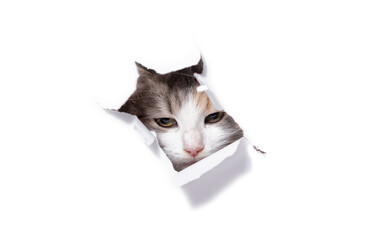 mongrel cat climbs through a hole in a white paper