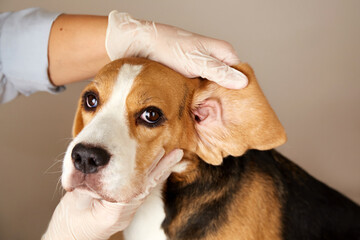 A veterinarian checks the ears of a beagle dog. Examination of the dog at the veterinary clinic....