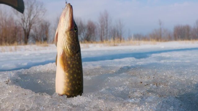 Ice fishing. Fishing Northern pike (Esox lucius) in late winter on the northern Europian rivers. Kind of fishing tackle with live bait (zherlitsa). Pike caught in a thaw is a close-up on thawed ice