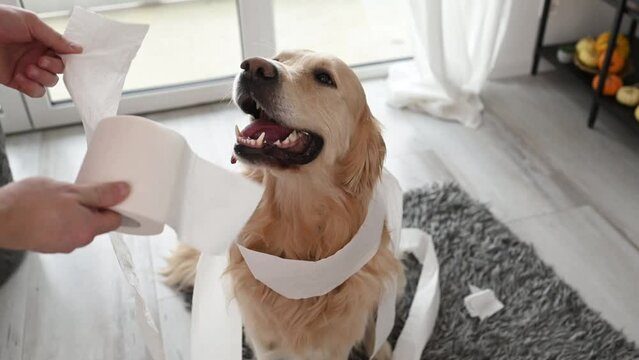 Golden retriever dog looking guilty at girl owner after playing with toilet paper in living room. Woman scolds pet doggy for mess with tissue paper at home