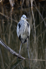 grey heron