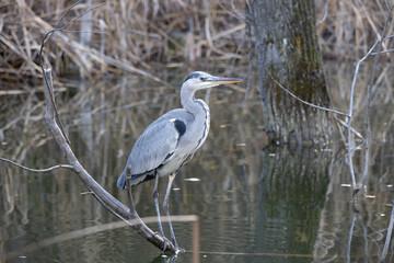grey heron