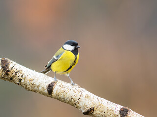 Great tit on wood stick