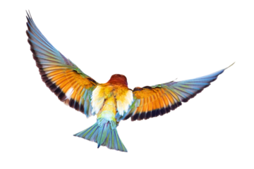 It is a master flight bee-eater with its wonderful colors. Isolated bird. European Bee eater. Merops apiaster.