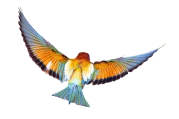 Fotobehang It is a master flight bee-eater with its wonderful colors. Isolated bird. European Bee eater. Merops apiaster. © serkanmutan