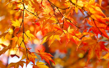秋の風景：赤と黄色が美しい、色付いたモミジ、日本の紅葉した葉