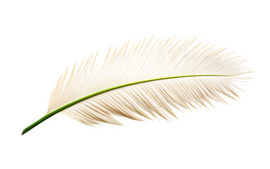 Graceful Palm Frond A Study in Elegance and Feather-like Texture Isolated on Transparent Background PNG.