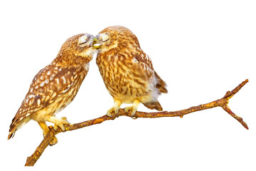 Romantic owls. Isolated birds and branch. White background.  