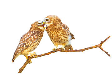 Romantic owls. Isolated birds and branch. White background.  