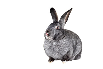 Pretty rabbit. Isolated animal. White background. 