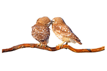 Romantic owls. Isolated birds and branch. White background.  
