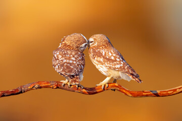Romantic owls. Colorful nature backgrund. Little owl. 