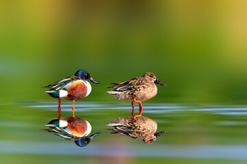 Cute ducks in a wonderful nature. Green nature background. 