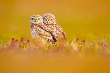 Little owls. Green nature background. 