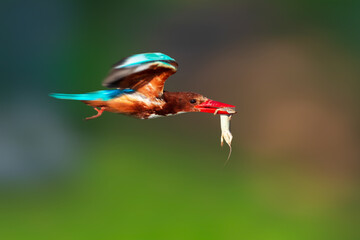 Flying kingfisher. Colorful nature background. White throated Kingfisher. Halcyon smyrnensis.