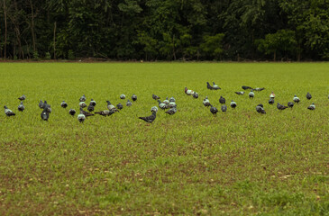 Pigeons in a park.