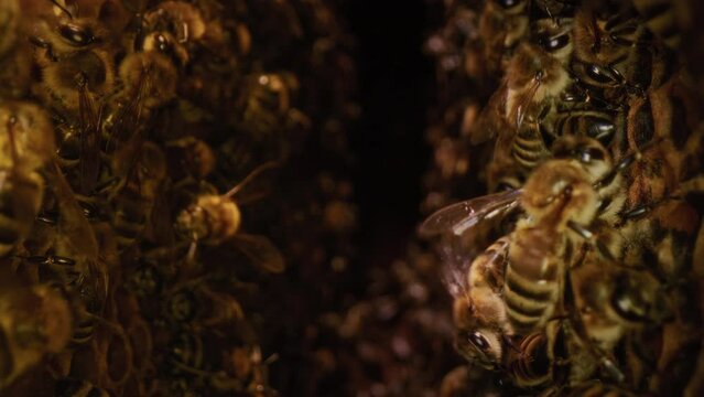 Dolly macro shot is a bee in a hive. Worker bees walk and work inside the hive in the apiary. Pollen is put into the cells of the honeycomb. They create eggs for a colony of bees. Honey in combs