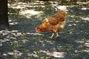 free range chicken in the summer sunny day
