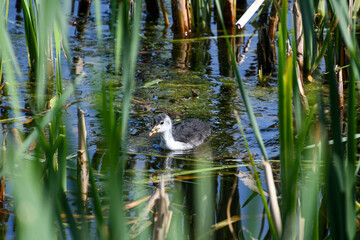 Ein Blässhuhn Küken schwimmt auf einem See