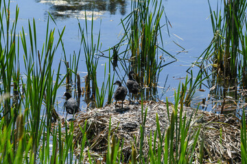3 Bl&auml;sshuhn K&uuml;ken stehen auf Schilf