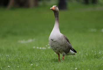 Greylag goose,Anser anser, searching food in the field of white daisies and fresh grass in spring season.