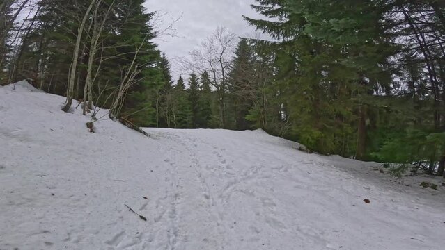 Winter Wonderland Stroll, Serene Forest Walk Amidst Snow