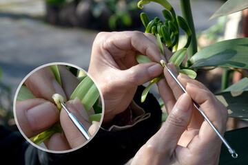 Close up, farmer's hands showing pollination of Vanilla flowers, enlarged image in the circle shows...