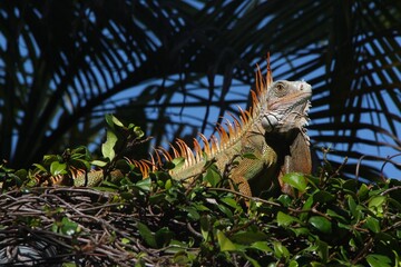 Large green and orange iguana sunning on top of foliage hedge against silhouette of palm tree and blue sky in the background, Florida Keys