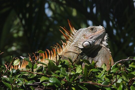 Closeup of large green and orange iguana sunning on top of hedge with shaded palm tree in the background, Florida Keys