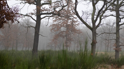 Hintergrund Natur bäume wald umwelt forst schlicht nebel