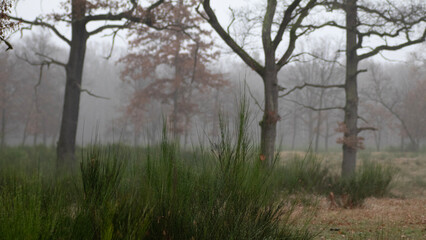 Hintergrund Natur bäume wald umwelt forst schlicht nebel