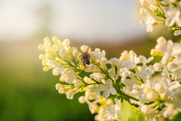 Bee on white lilac flowers. - 693008183
