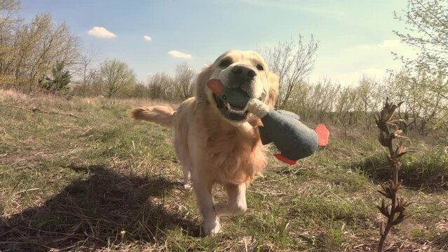 golden retriever dog and playing with the duck toy outdoors, training a dog for duck hunting
