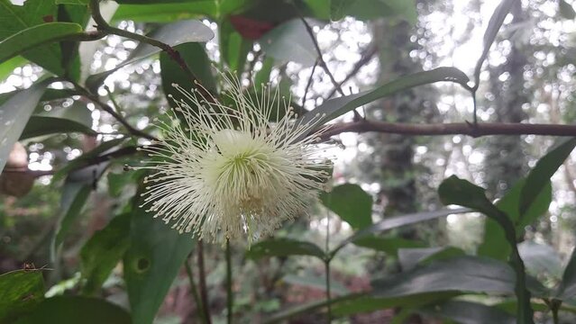 Syzygium jambos is a species of rose apple originating in Southeast Asia and occurring widely elsewhere, having been introduced as an ornamental and fruit tree `