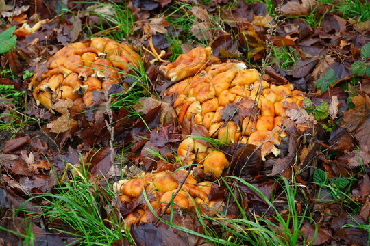Galerina is a genus of mushrooms in the Hymenogastraceae family. Brown mushrooms growing densely in clusters, here in December near the city Garbsen, Germany.